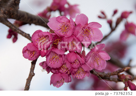 カンヒザクラ (寒緋桜) (河津町、静岡県) カンヒザクラ (寒緋桜) (河津町、静岡県) 73762352