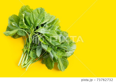 Green spinach on yellow background. 73762732