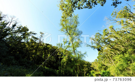 湘南三浦半島の秘境神奈川県三浦市小網代の森の秋 73763096