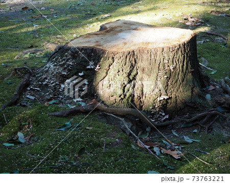 苔むした庭と切り株 73763221