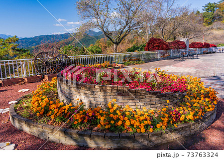 （埼玉県）紅葉期の長瀞・宝登山　山頂の景色 73763324