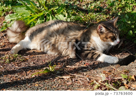 綺麗にカールした毛並みのキジトラ白の母親野良猫の子猫達が親離れまで残り僅かな時間をまったり過ごす。 73763600