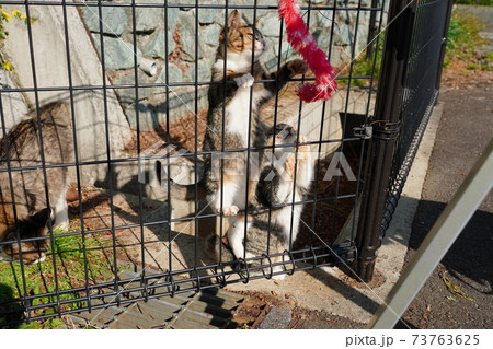 綺麗にカールした毛並みのキジトラ白の母親野良猫の子猫達が親離れまで残り僅かな時間をまったり過ごす。 73763625