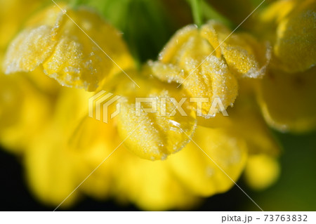 冬の菜の花 73763832
