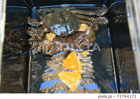 秋になると上流域にのぼっていたモクズガニが産卵のために汽水域まで下ってくる。この時が漁期になる 秋になると上流域にのぼっていたモクズガニが産卵のために汽水域まで下ってくる。この時が漁期になる 73764171