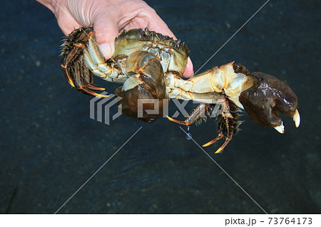 秋になると上流域にのぼっていたモクズガニが産卵のために汽水域まで下ってくる。この時が漁期になる 73764173