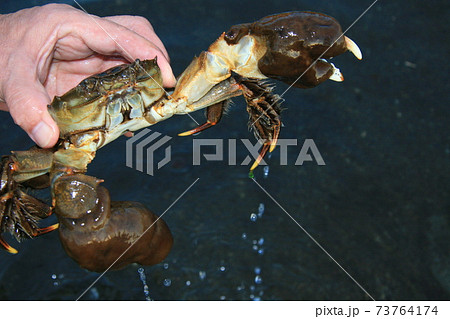 秋になると上流域にのぼっていたモクズガニが産卵のために汽水域まで下ってくる。この時が漁期になる 73764174