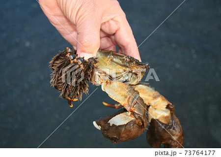 秋になると上流域にのぼっていたモクズガニが産卵のために汽水域まで下ってくる。この時が漁期になる 秋になると上流域にのぼっていたモクズガニが産卵のために汽水域まで下ってくる。この時が漁期になる 73764177