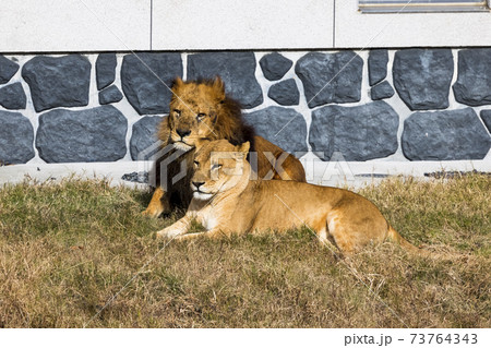 多摩動物公園 ライオン 多摩動物公園 ライオン 73764343