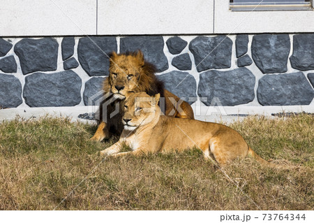 多摩動物公園 ライオン 多摩動物公園 ライオン 73764344