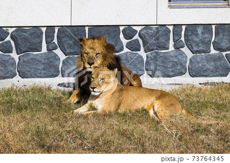 多摩動物公園 ライオン 多摩動物公園 ライオン 73764345