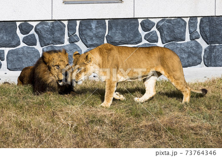 多摩動物公園 ライオンの写真素材