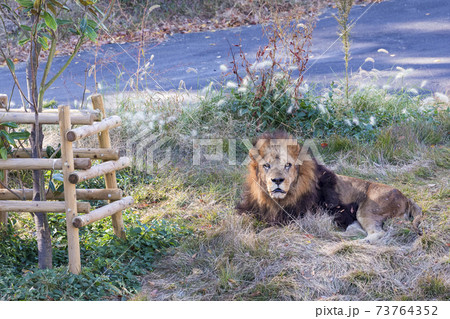 多摩動物公園 ライオン 多摩動物公園 ライオン 73764352