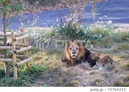 多摩動物公園 ライオン 73764353