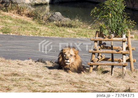 多摩動物公園 ライオン 多摩動物公園 ライオン 73764375