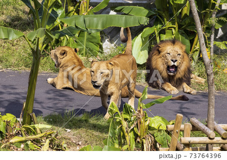多摩動物公園 ライオン 73764396
