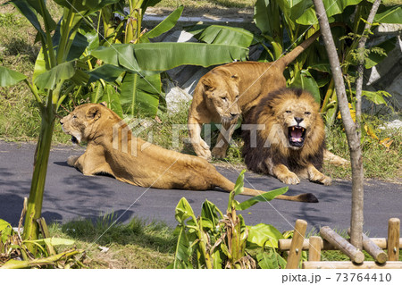 多摩動物公園 ライオン 多摩動物公園 ライオン 73764410