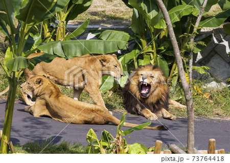 多摩動物公園 ライオン 多摩動物公園 ライオン 73764418