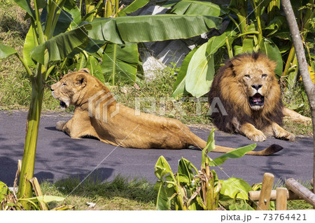 多摩動物公園 ライオン 多摩動物公園 ライオン 73764421