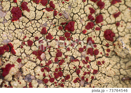 macro polar live pattern texture natural wild macro polar live pattern texture natural wild 73764546