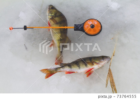 freshwater perch fishing - Stock Photo [73764555] - PIXTA