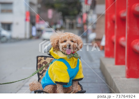 犬とお散歩 犬とお散歩 73764924