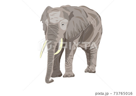 African Elephant vector illustration 73765016