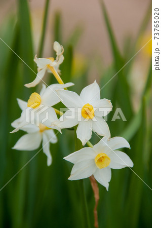水仙の花 (河津町、静岡) 水仙の花 (河津町、静岡) 73765020