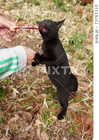 錆柄母親の野良猫親子 厳しい冬が来る前に親離れしないといけないのは残酷だと思うのは人間の弱点? 錆柄母親の野良猫親子 厳しい冬が来る前に親離れしないといけないのは残酷だと思うのは人間の弱点? 73765110