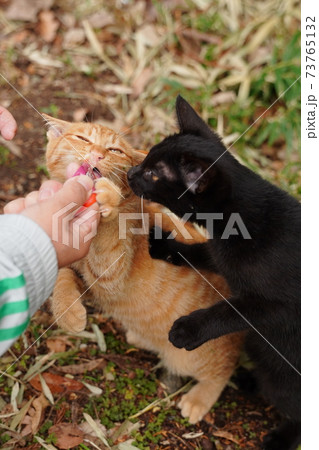 錆柄母親の野良猫親子 厳しい冬が来る前に親離れしないといけないのは残酷だと思うのは人間の弱点 の写真素材