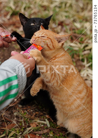 錆柄母親の野良猫親子 厳しい冬が来る前に親離れしないといけないのは残酷だと思うのは人間の弱点 の写真素材