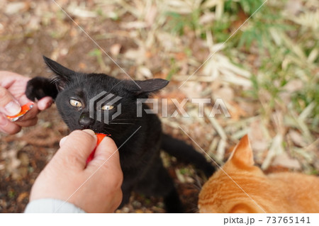 錆柄母親の野良猫親子 厳しい冬が来る前に親離れしないといけないのは残酷だと思うのは人間の弱点? 錆柄母親の野良猫親子 厳しい冬が来る前に親離れしないといけないのは残酷だと思うのは人間の弱点? 73765141