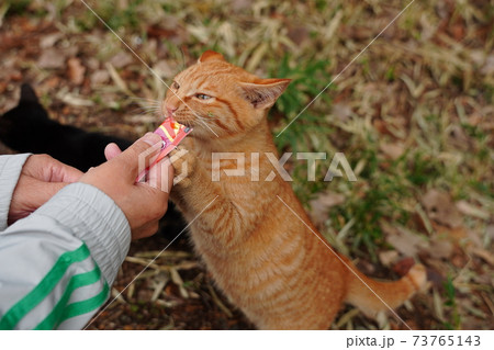 錆柄母親の野良猫親子 厳しい冬が来る前に親離れしないといけないのは残酷だと思うのは人間の弱点 の写真素材