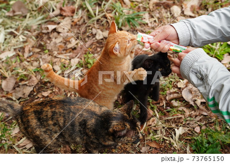 錆柄母親の野良猫親子 厳しい冬が来る前に親離れしないといけないのは残酷だと思うのは人間の弱点 の写真素材