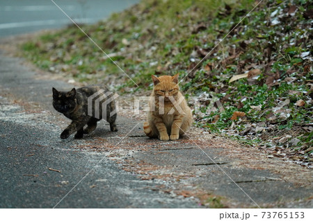 錆柄母親の野良猫親子 厳しい冬が来る前に親離れしないといけないのは残酷だと思うのは人間の弱点 の写真素材 錆柄母親の野良猫親子 厳しい冬が来る前に親離れしないといけないのは残酷だと思うのは人間の弱点 の写真素材