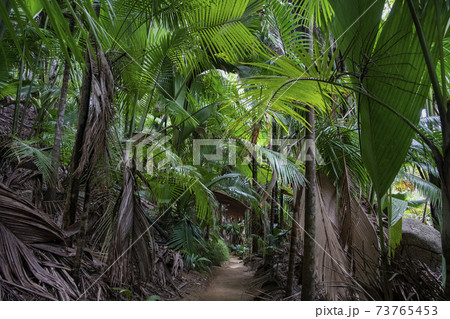 Ground rural road in the middle of tropical jungle, Valley de Mai, Praslin, Seychelles 73765453