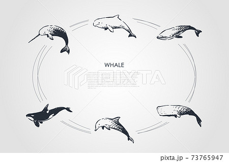 Whale - different types - dolphin, sperm and killer whale vector concept set Whale - different types - dolphin, sperm and killer whale vector concept set 73765947