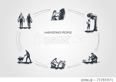 Harvesting people - people picking fruits and carrots, binding grass, carrying and transporting harvest vector concept set 73765971