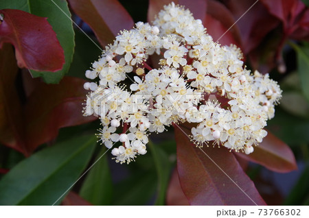 白くかわいいアカメの花の写真素材