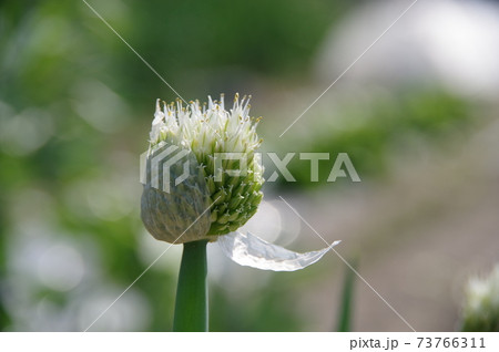 薄皮を脱ぐ玉ねぎの花の写真素材