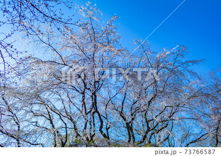 六義園のしだれ桜 六義園のしだれ桜 73766587