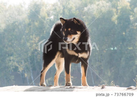 Shiba Inu dog stands on a dais 73766709