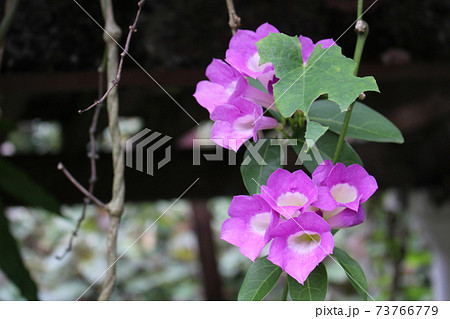 マレーシアの紫の花の写真素材