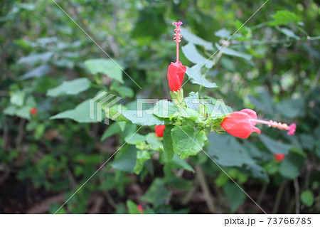 マレーシアの赤い花の写真素材