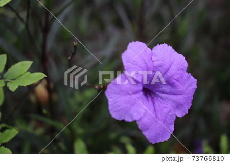 マレーシアの紫の花 水滴付きヤナギバルイラソウの写真素材