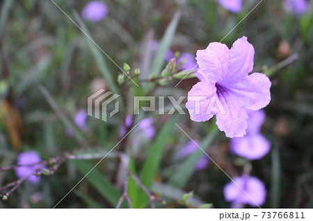 マレーシアの紫の花 ヤナギバルイラソウの写真素材