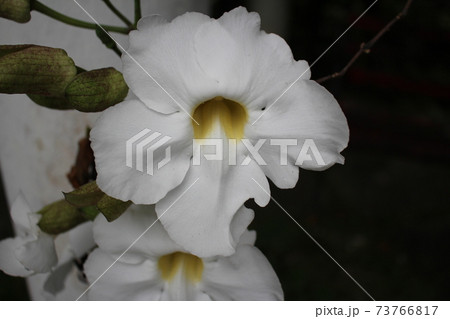 マレーシアの白い花の写真素材