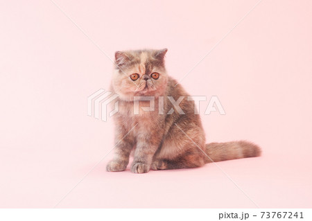 おすわりしたエキゾチックショートヘアー 73767241