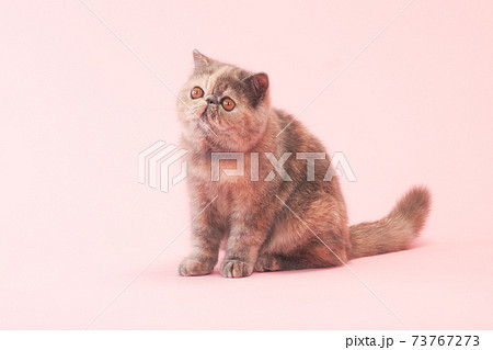 おすわりしたエキゾチックショートヘアー おすわりしたエキゾチックショートヘアー 73767273