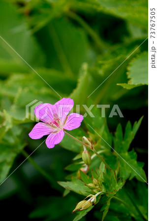 谷川連峰に咲くハクサンフウロ 73767505